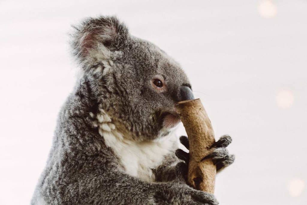 Koala dans un zoo de Sydney