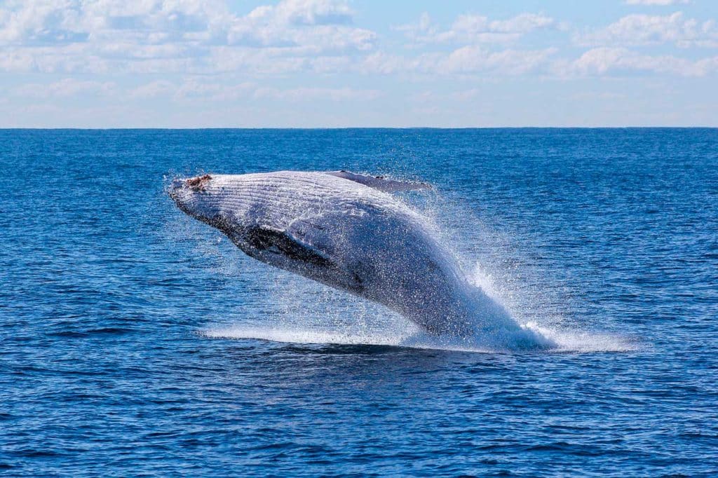Baleine Ã  bosse au large de Byron Bay