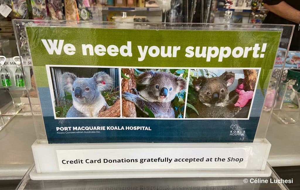 Collecte de dons pour les koalas