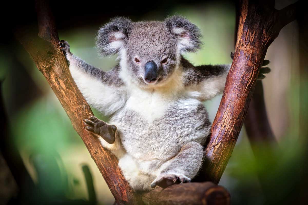 Le koala, animal symbole de l'Australie