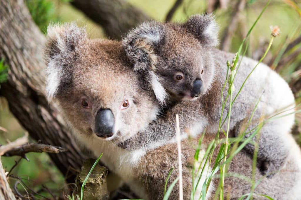 Une maman koala et son bÃ©bÃ©