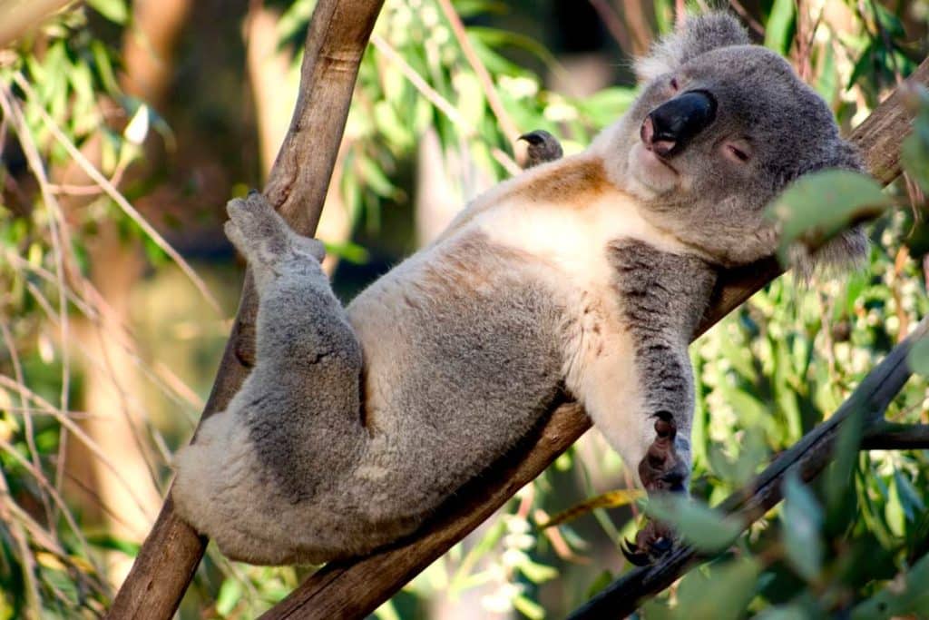 Le koala est un animal qui dort beaucoup