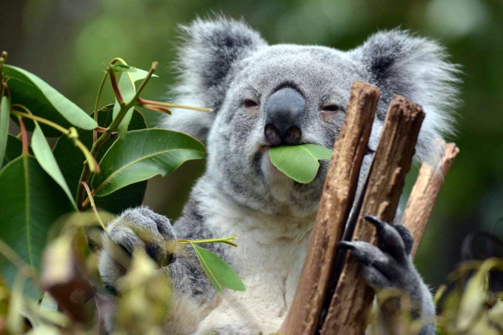 Un koala mangeant une feuille d'eucalyptus
