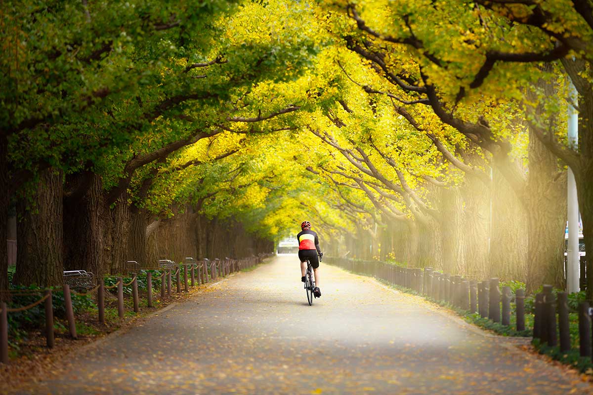 Un cycliste au Japon sous les Gingko
